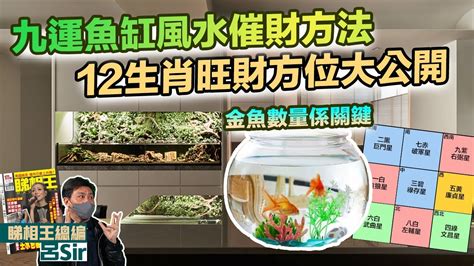 風水金魚數量